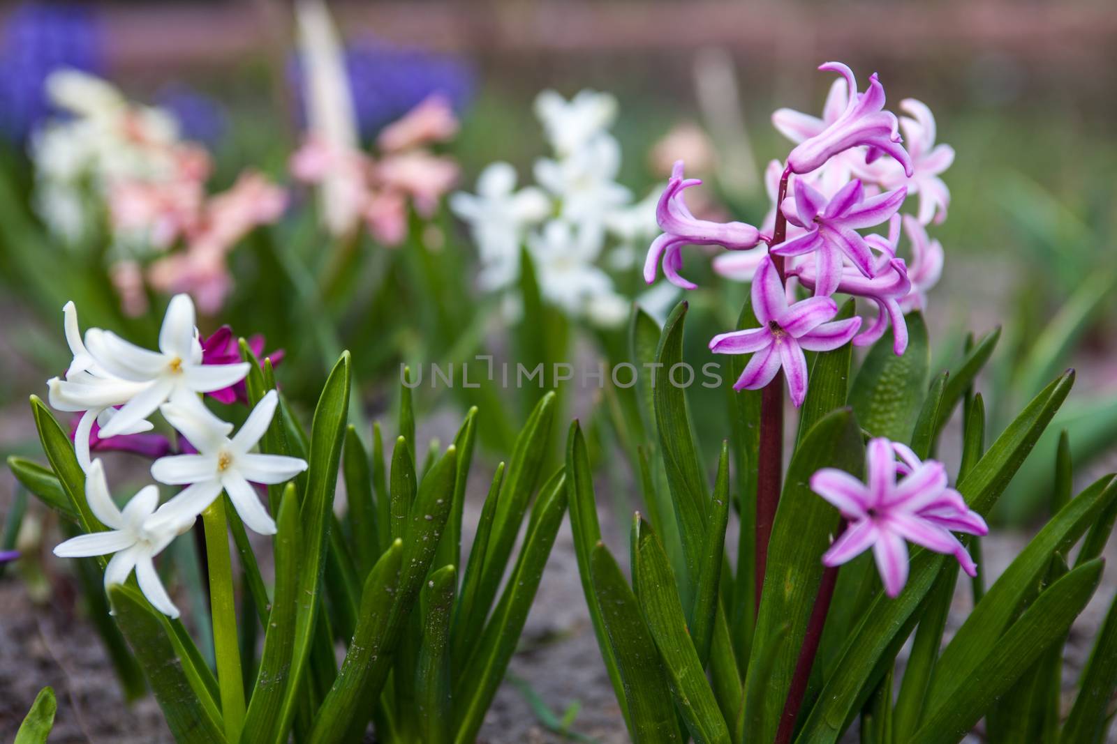 Flowers of Hyacinth  by rootstocks