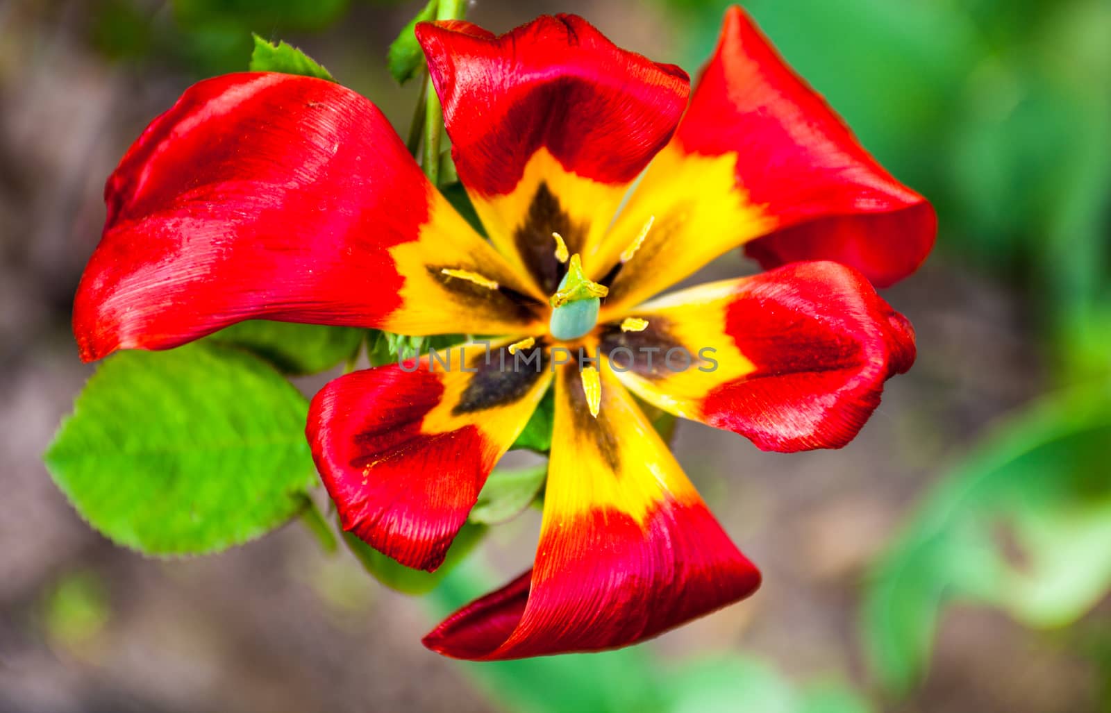 Closeup of the blooming red-yellow tulip flower