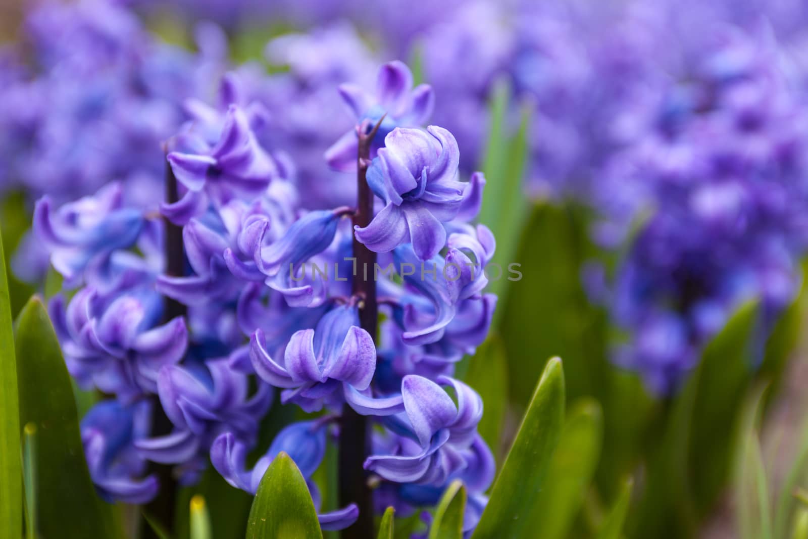 Blue flowers of Hyacinth  by rootstocks
