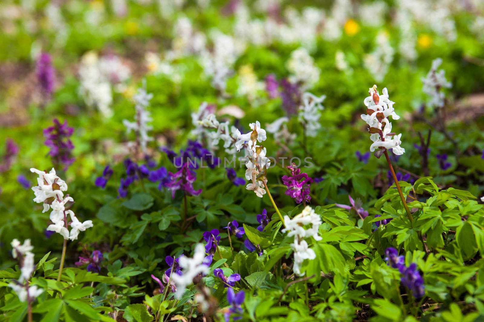 Meadow with Corydalis flowers of different colors