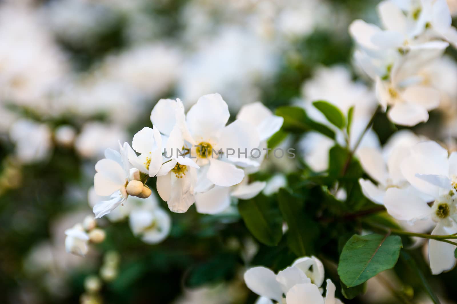 White flowers on the pear tree branches.