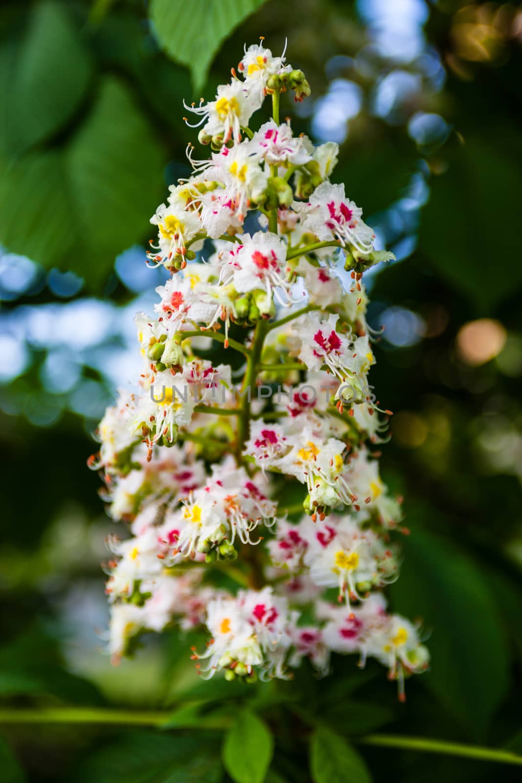 Bunch of white flowers of the horse-chestnut tree