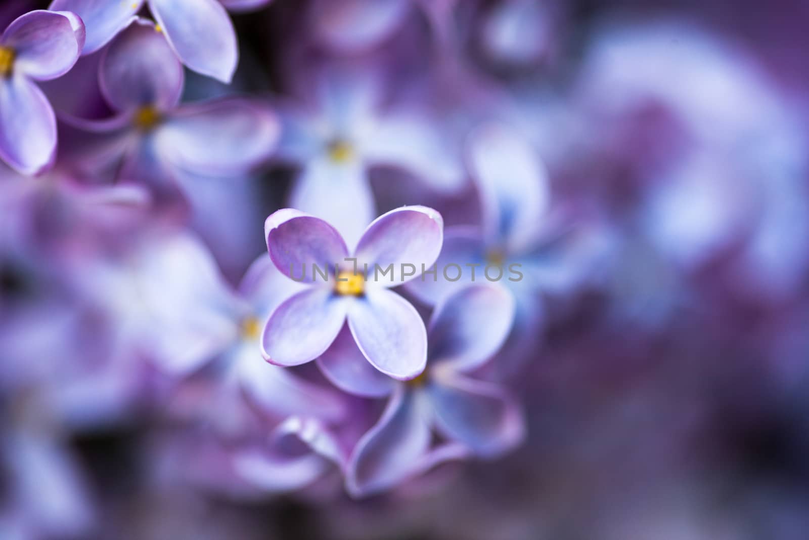 Closeup of Lilac flowers by rootstocks