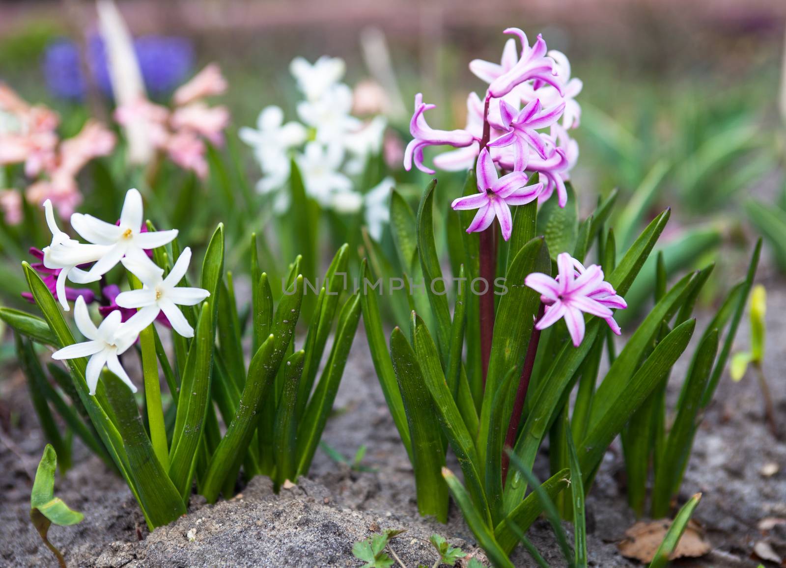 Romantic and delicate spring flowers Hyacinth in bloom