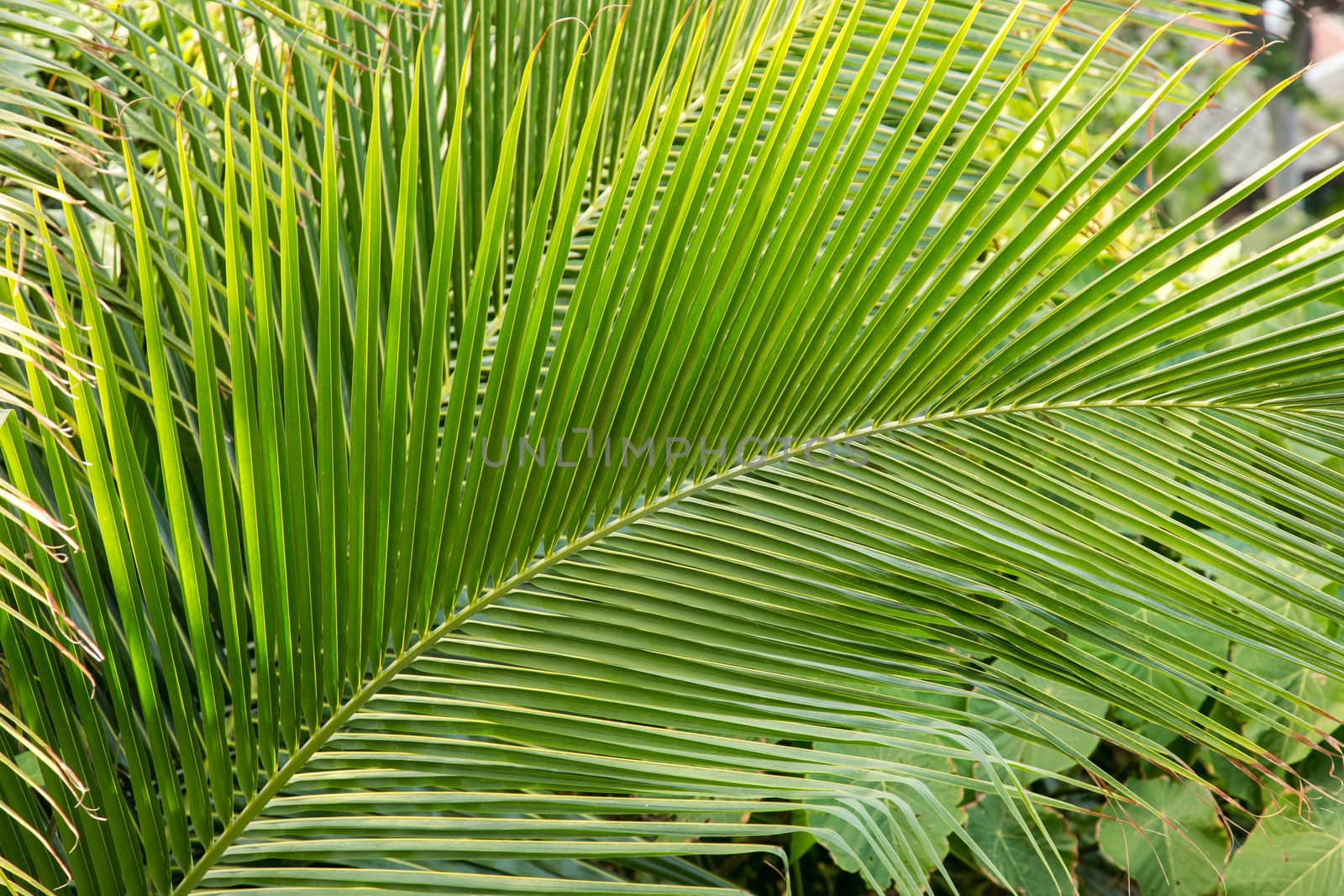 Close-up shot of green palm tree leaf 