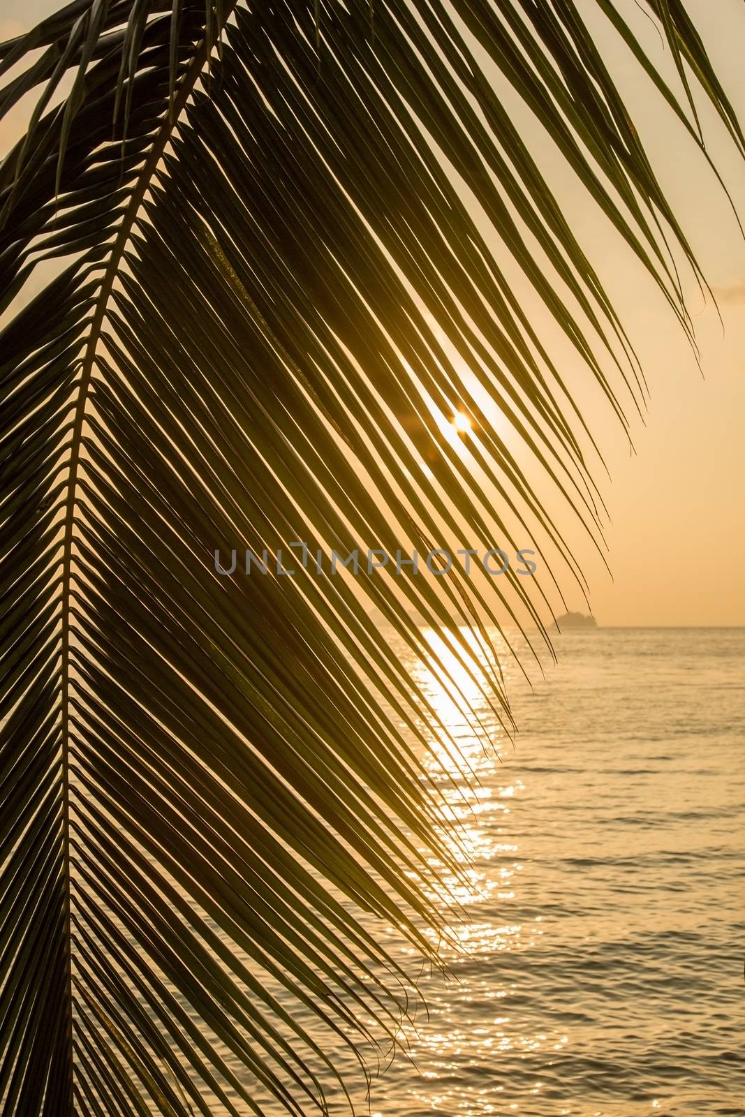 Beautiful view of a tropical beach with palm leaf silhouette on sunset 