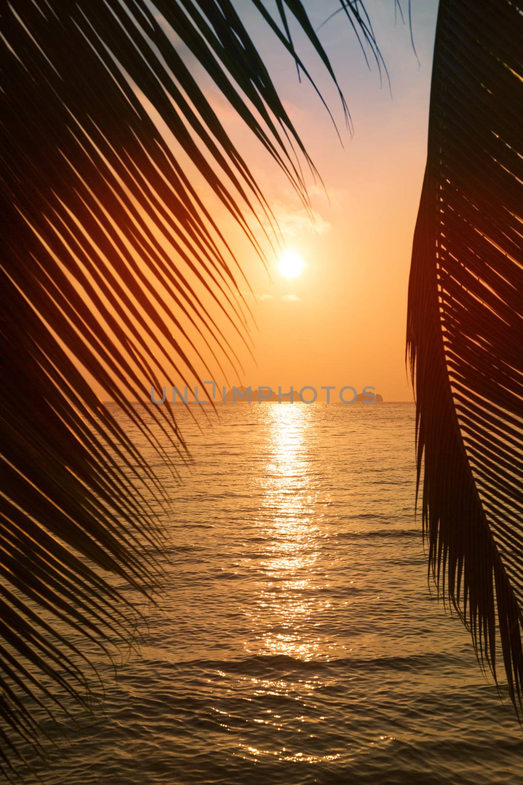 Tropical beach with palm leaf silhouette on sunset 