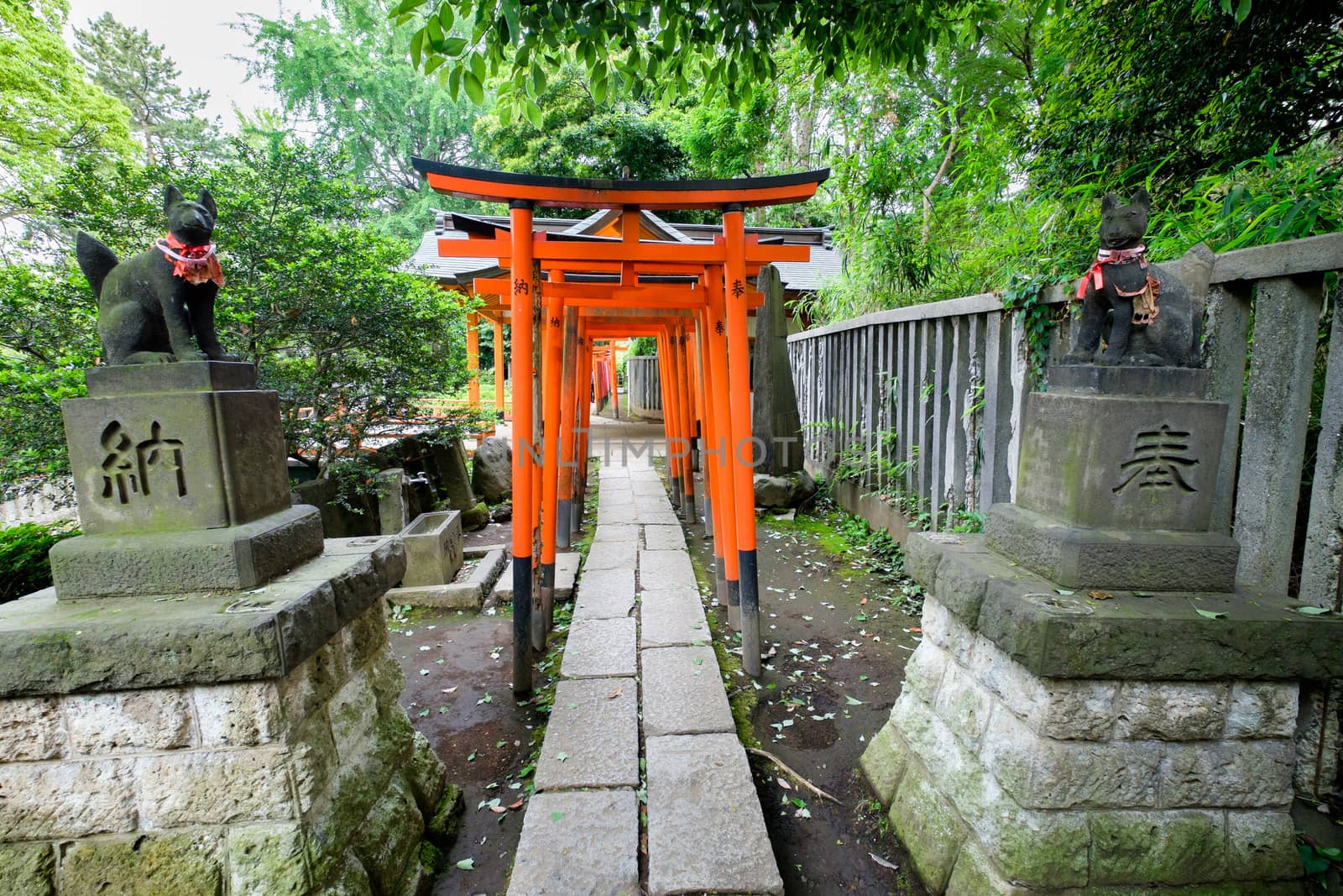 Torii in shinto shrine, Tokyo by Lodimup