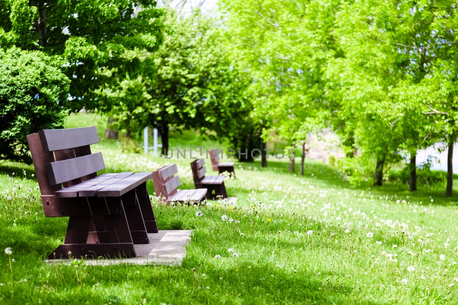 Row of empty Benches in Nature by aetb