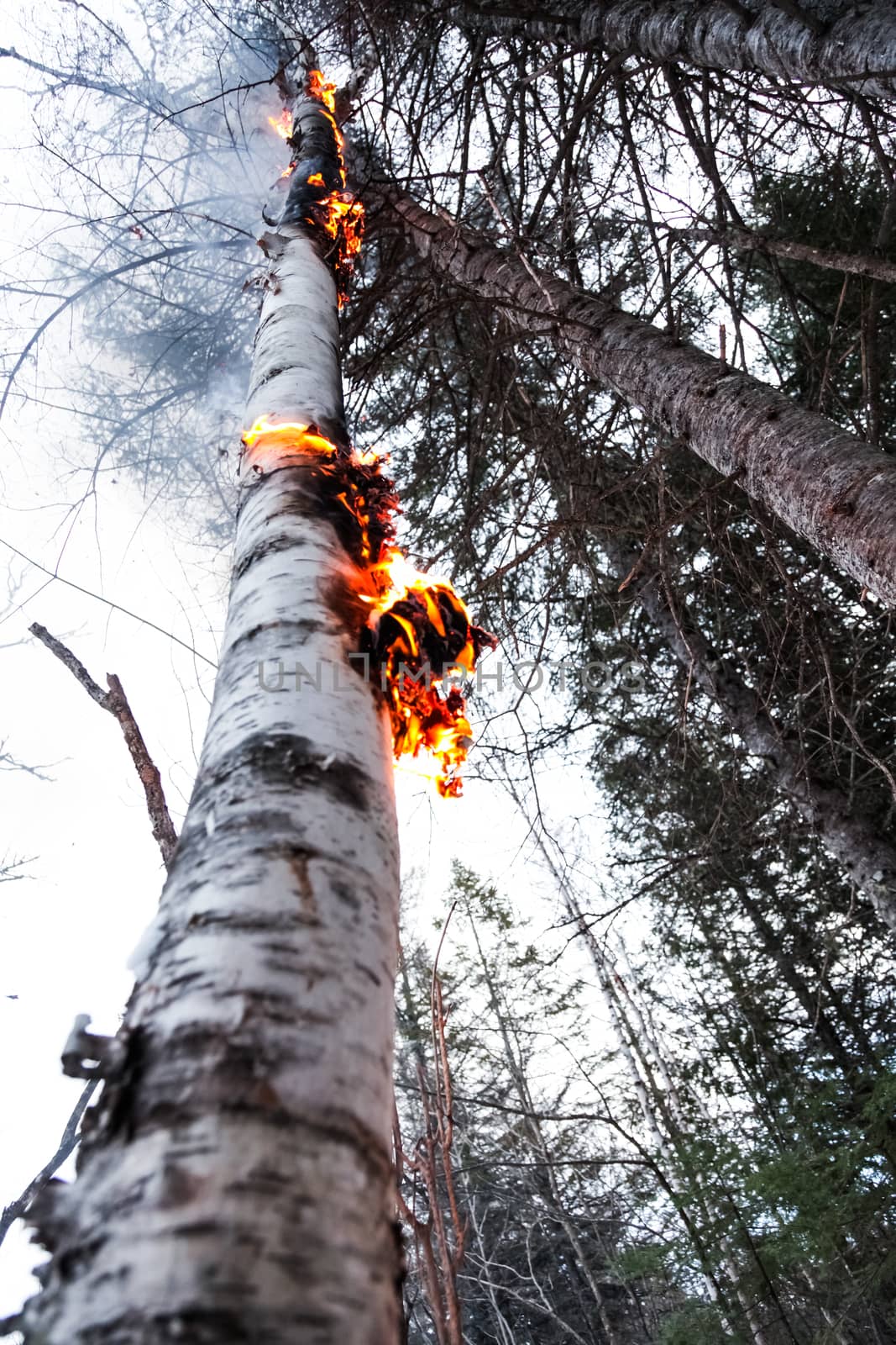 Tall Birch on Fire after after a Lightning