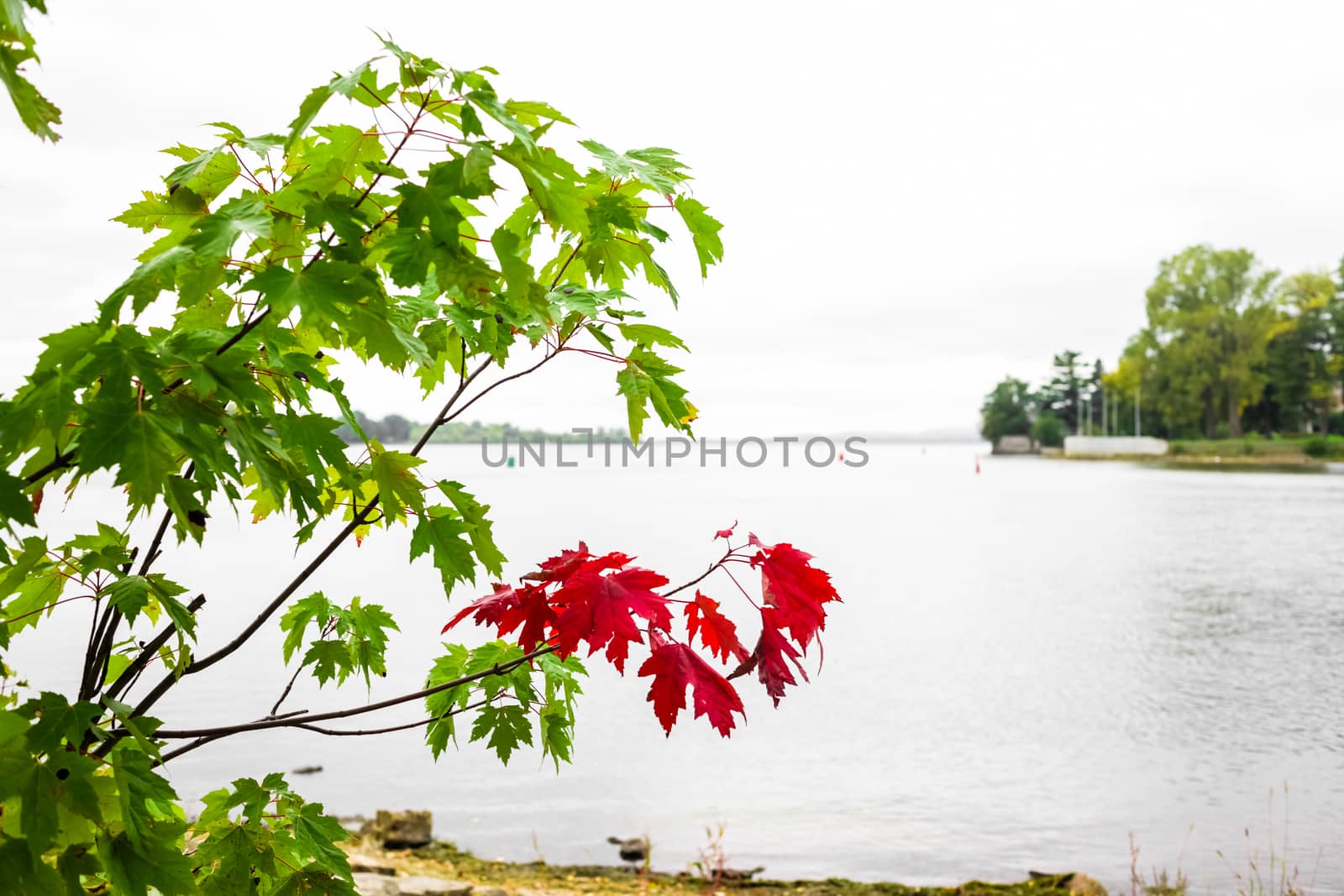 Branch of Autumn Red Leaves in Nature by aetb