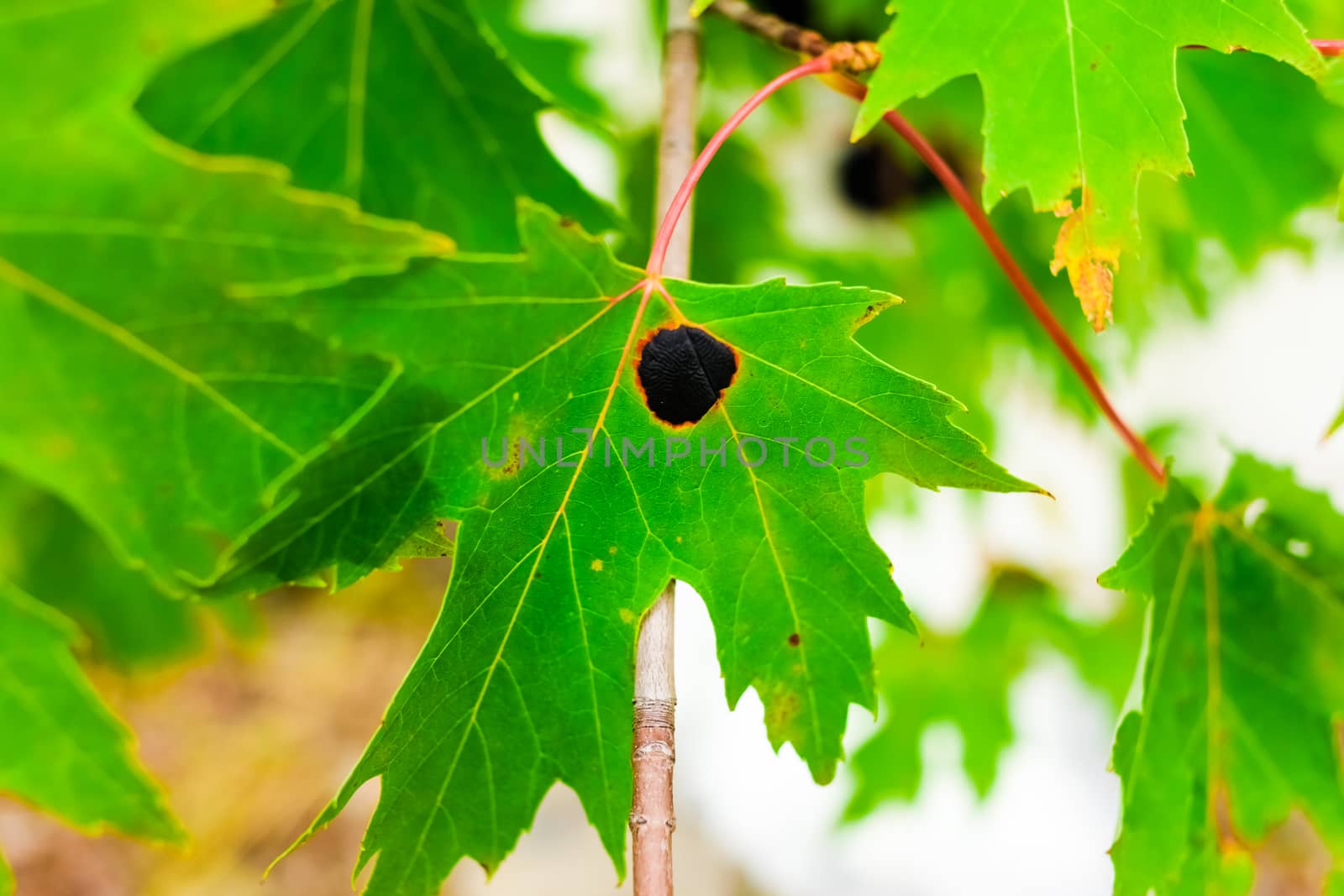 Black Tarry Spot on a Maple Leaf Called the "Goudronneuse" is a Microscopic Fungus Infection Affecting the Norway Maple in Canada
