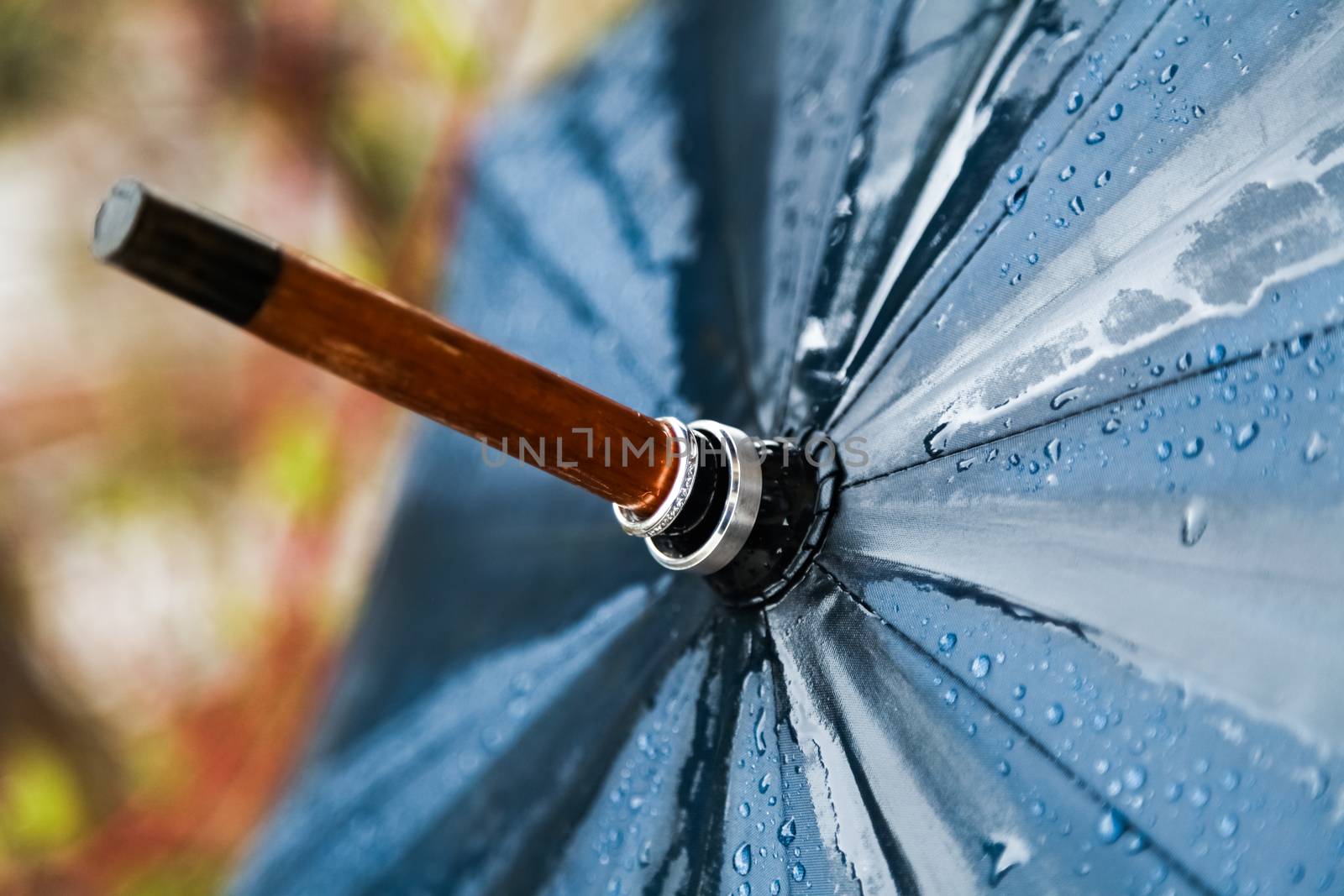 Rainy Wedding Day and Rings on a Opened Umbrella