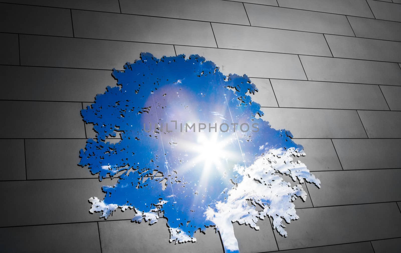 Modern Tree of life Representation Using a Blue Sky in a Shaped Mirror