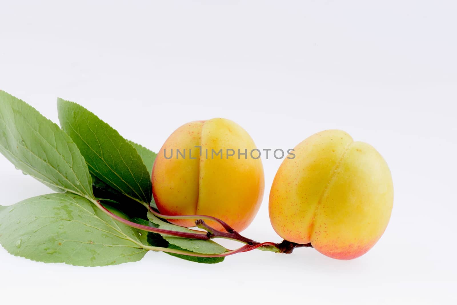 Ripe apricot on a white background