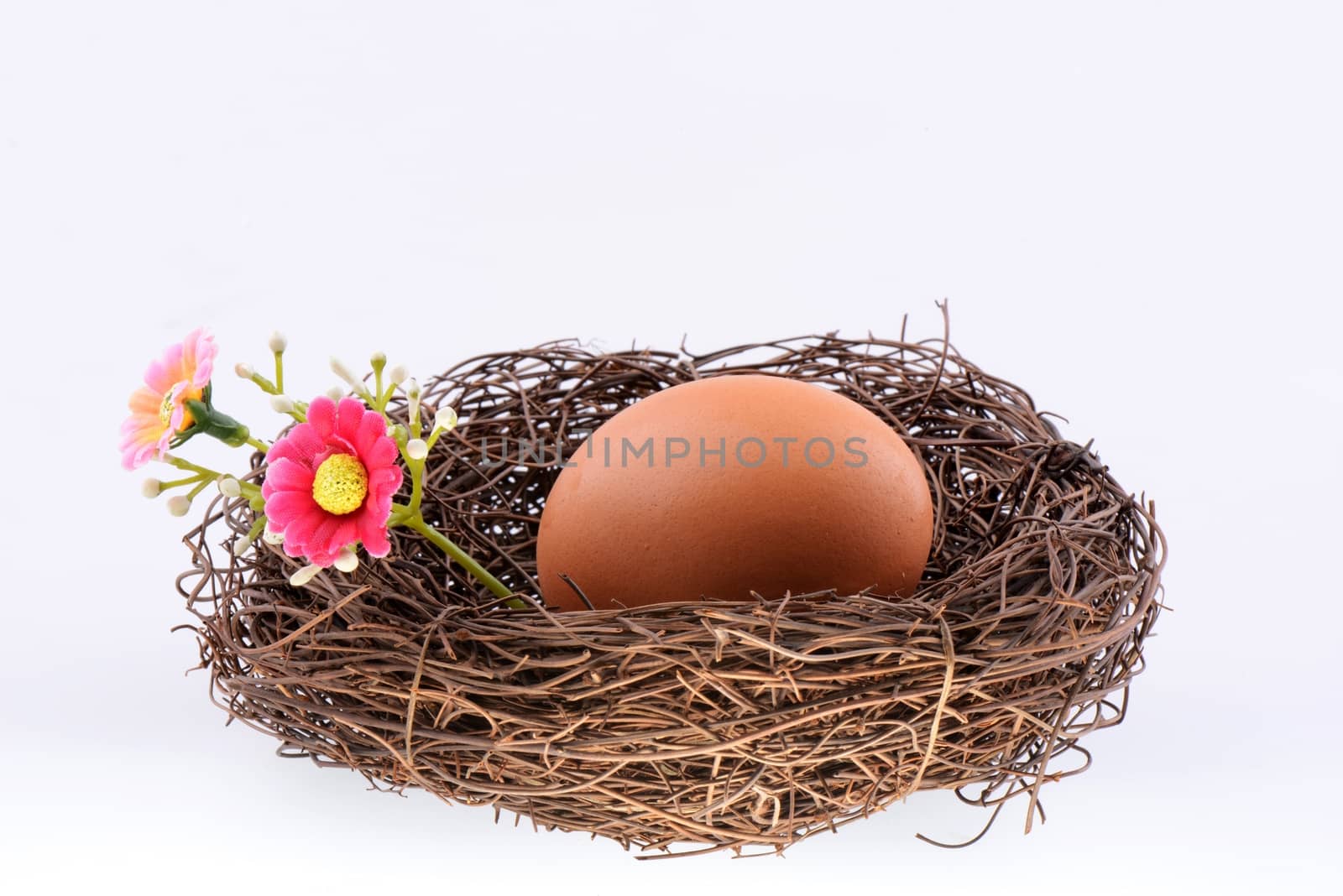 Bird's nest with an egg isolated on a white background