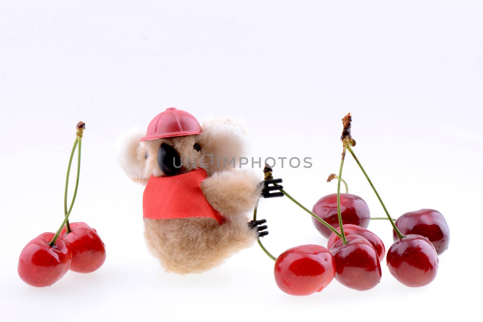 Toy koala collecting Sweet cherries isolated on a white background
