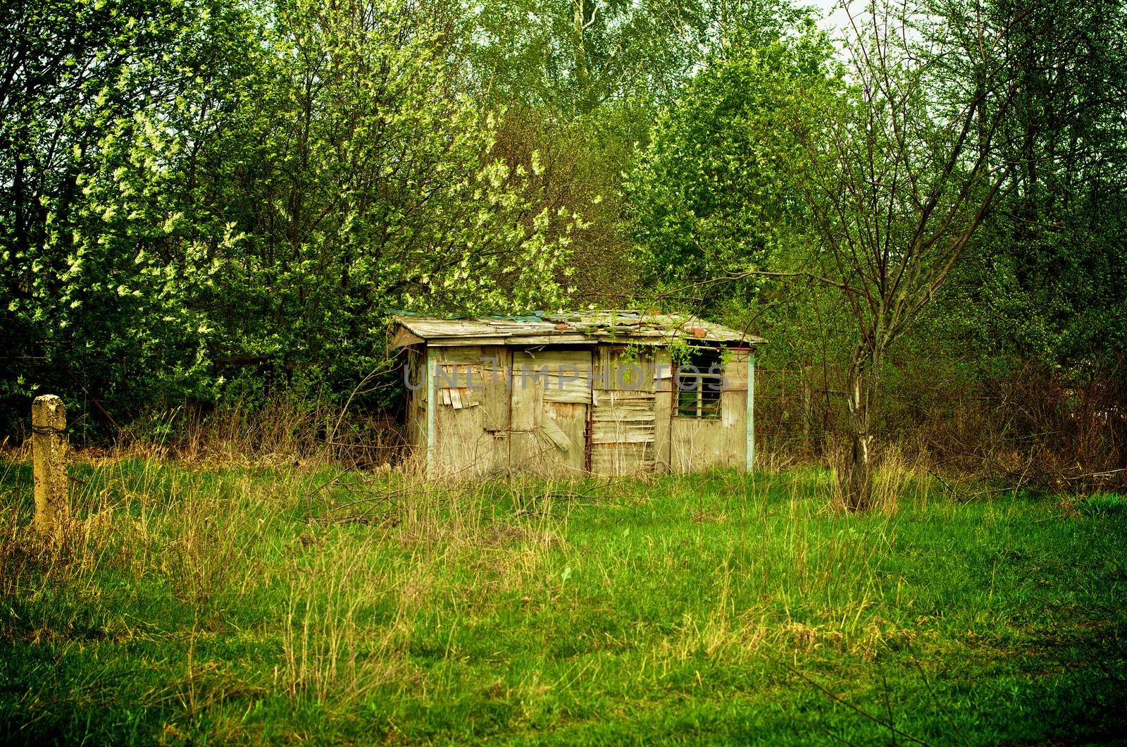 Old Damaged Abandoned House on Green Meadow between Green Plants