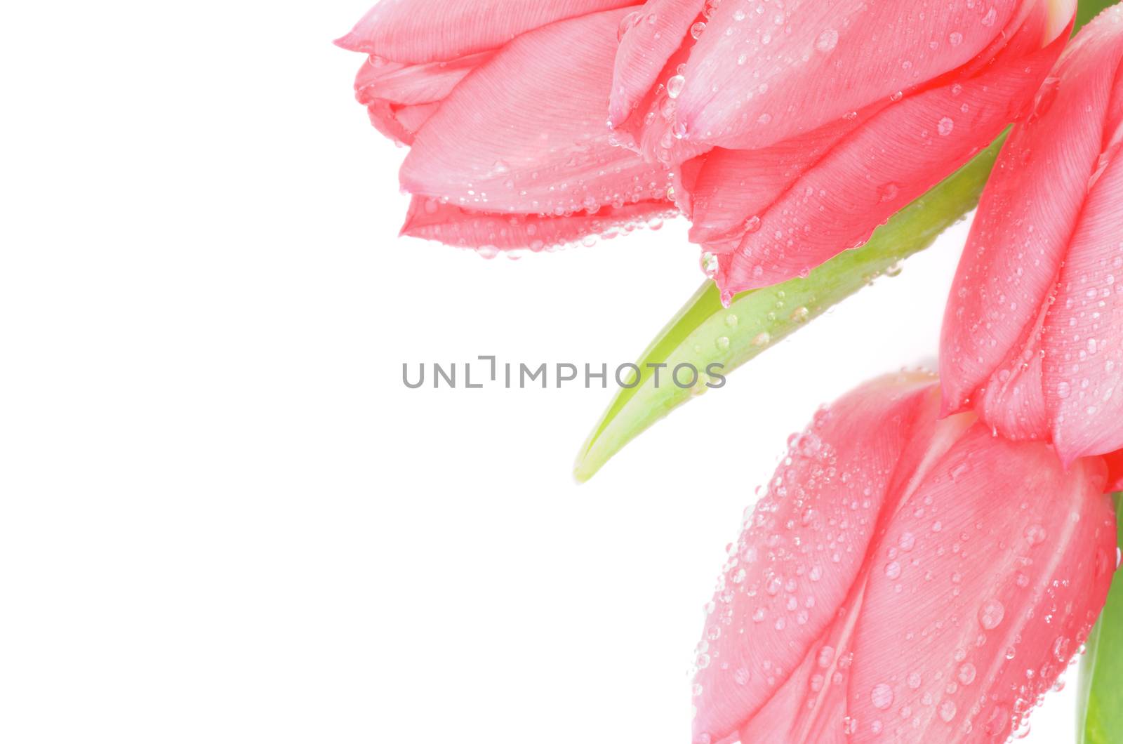 Corner of Spring Magenta Tulips with Leafs, Green Grass and Water Drops isolated on white background