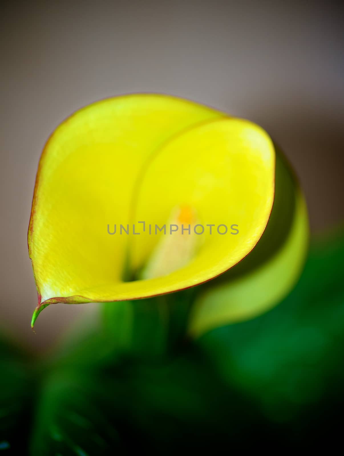 Beauty Yellow Calla Lily closeup. Focus on Edge of Petals