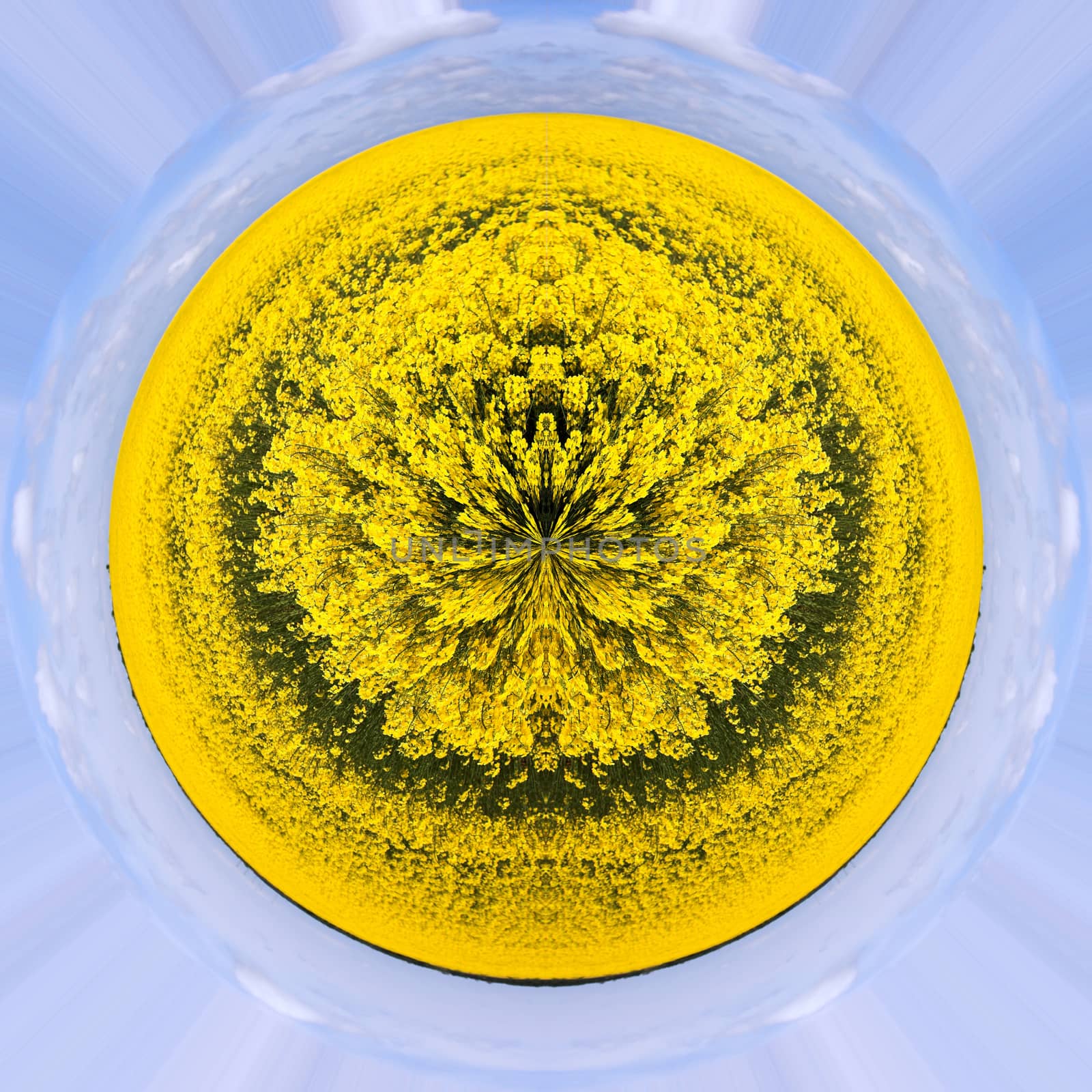 Rape seed planet. Concept of bio fuels industry