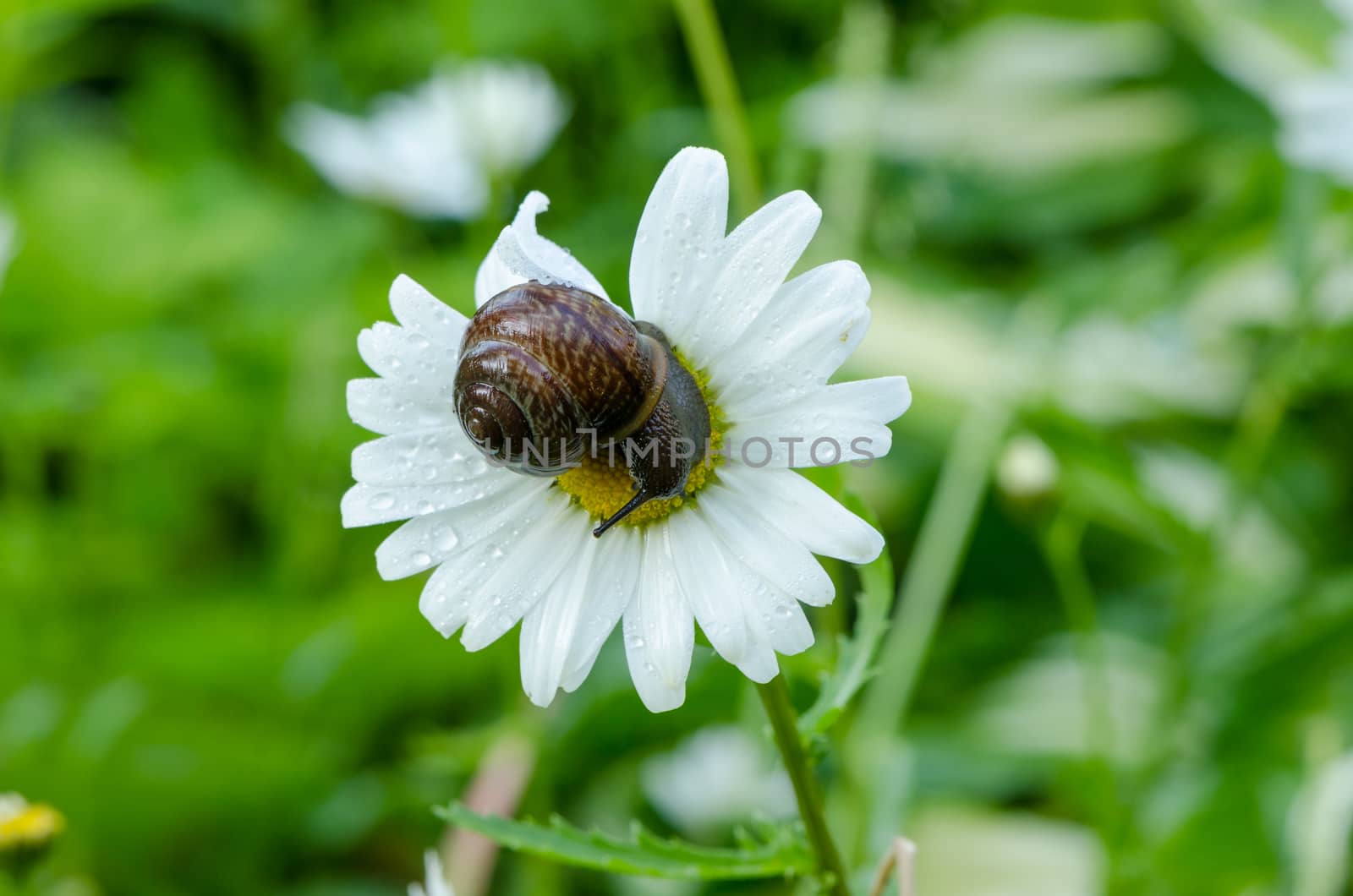 wet snail on daisy flower bloom center covered dew by sauletas