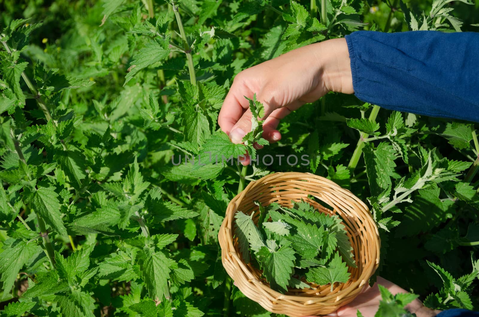 gardener woman girl hand pick balm lemon-balm mint herbal plant leaves in garden. Alternative medicine.