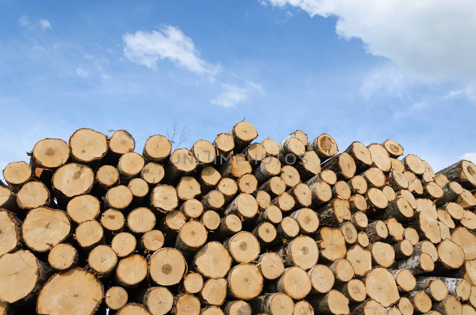 large pile of cut logs on blue sky background