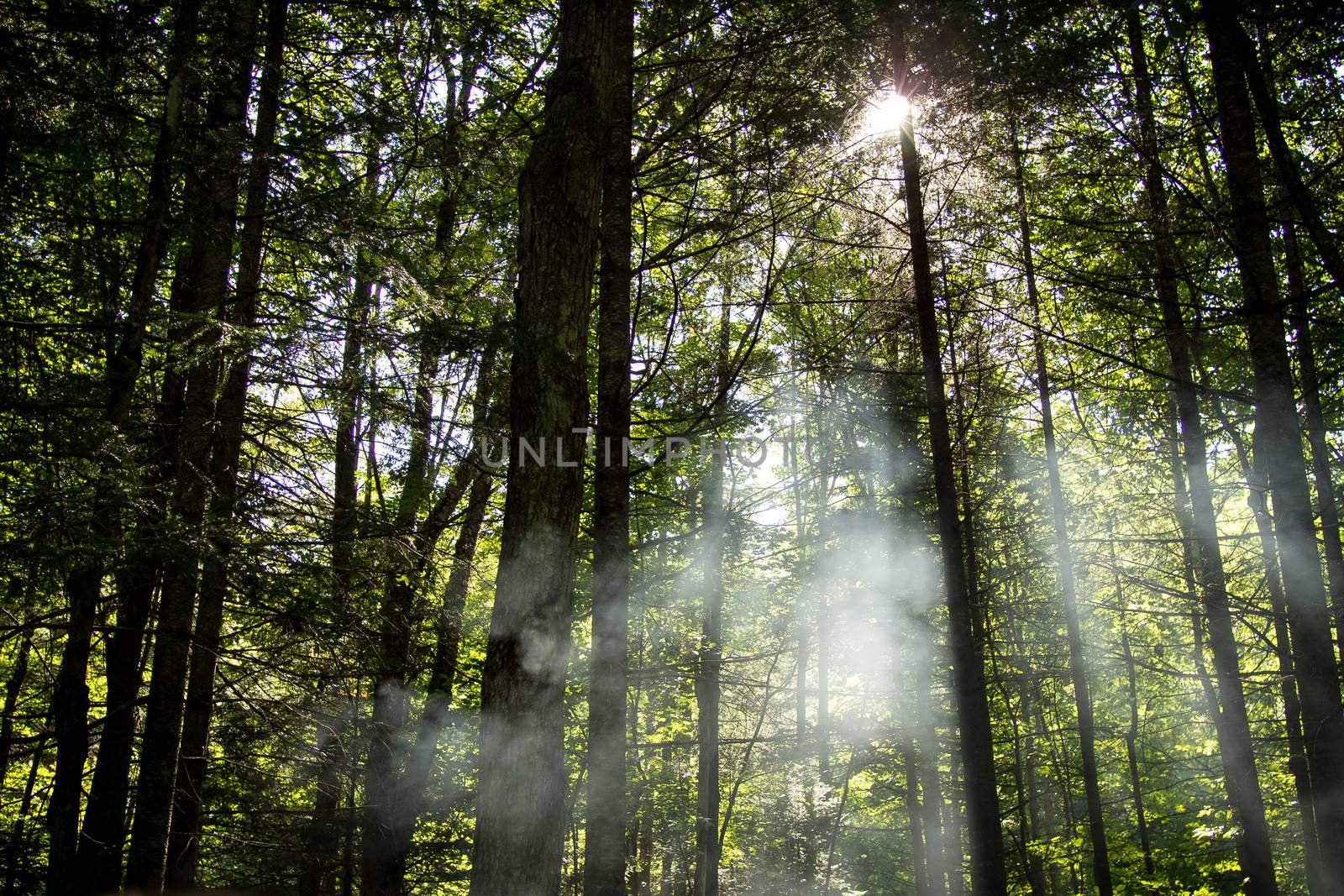 Fog in a forest on a sunny day