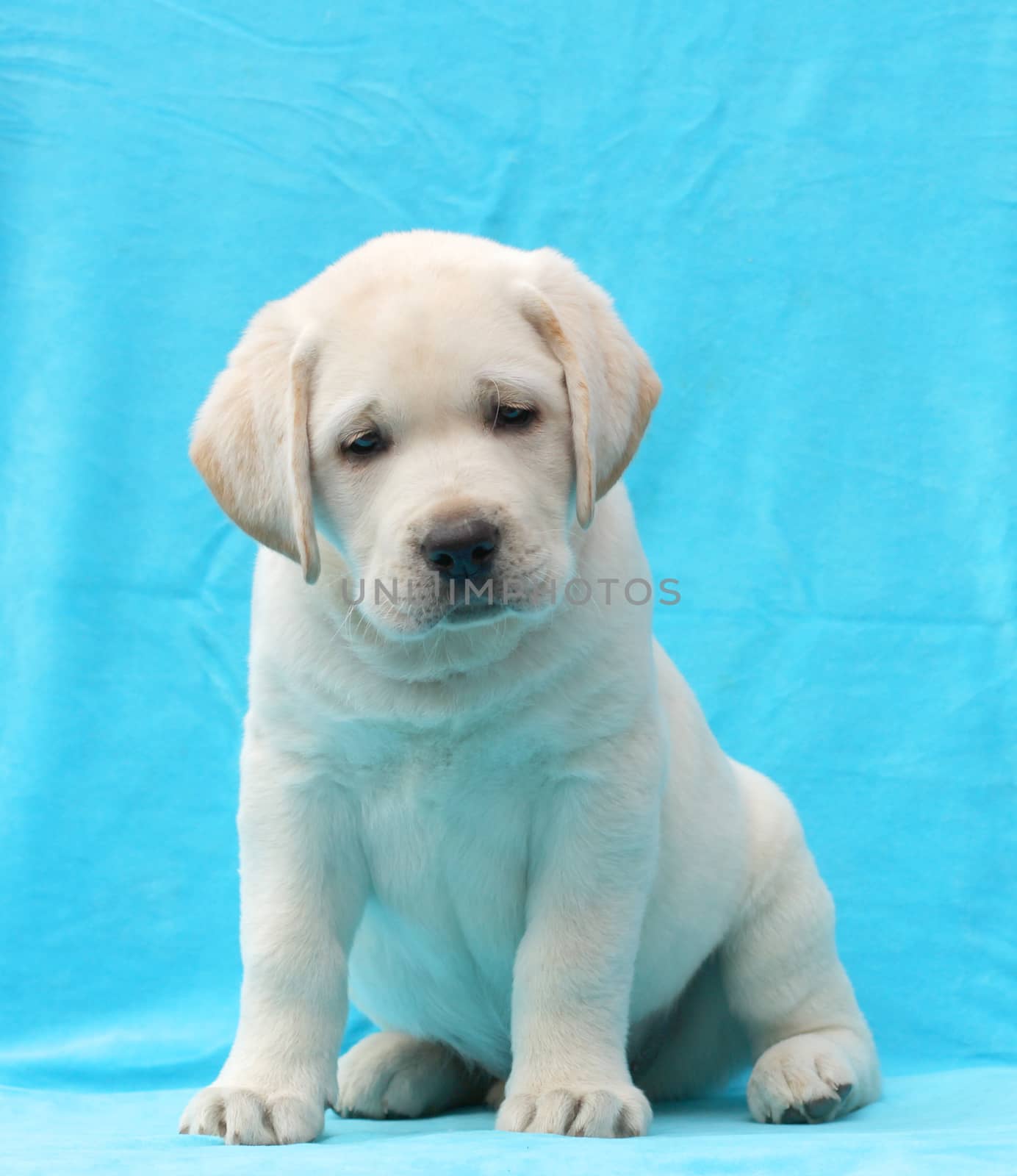 yellow labrador puppy sitting on blue background close up