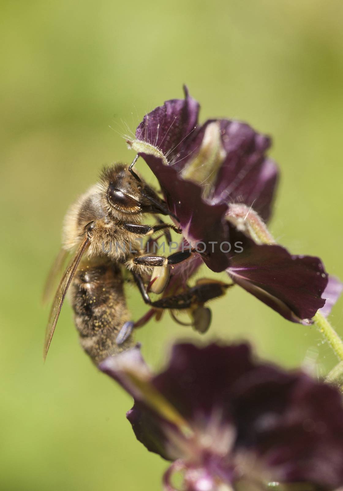 bee collecting on purple flower with green background