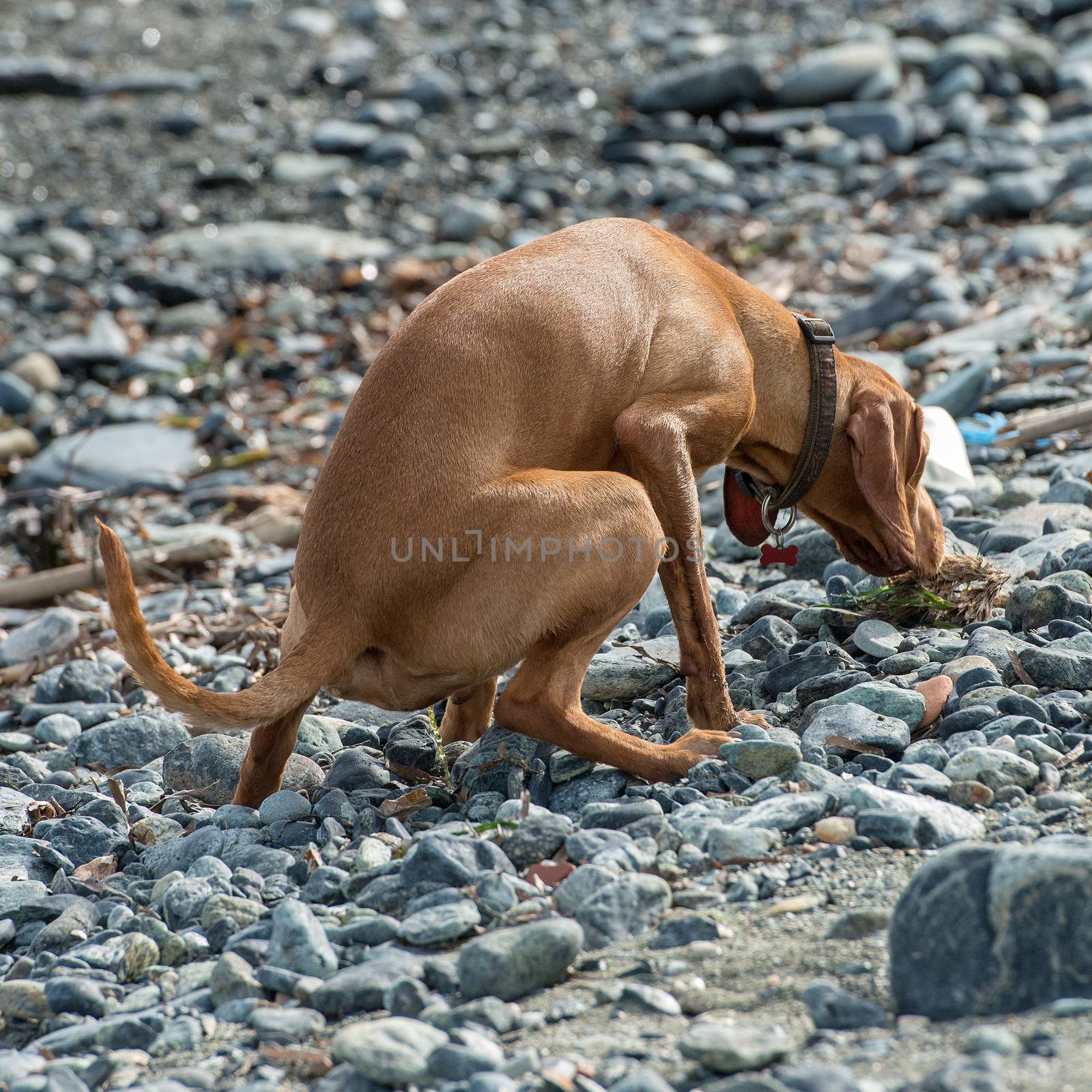 puppy dog ������that does pee on the beach