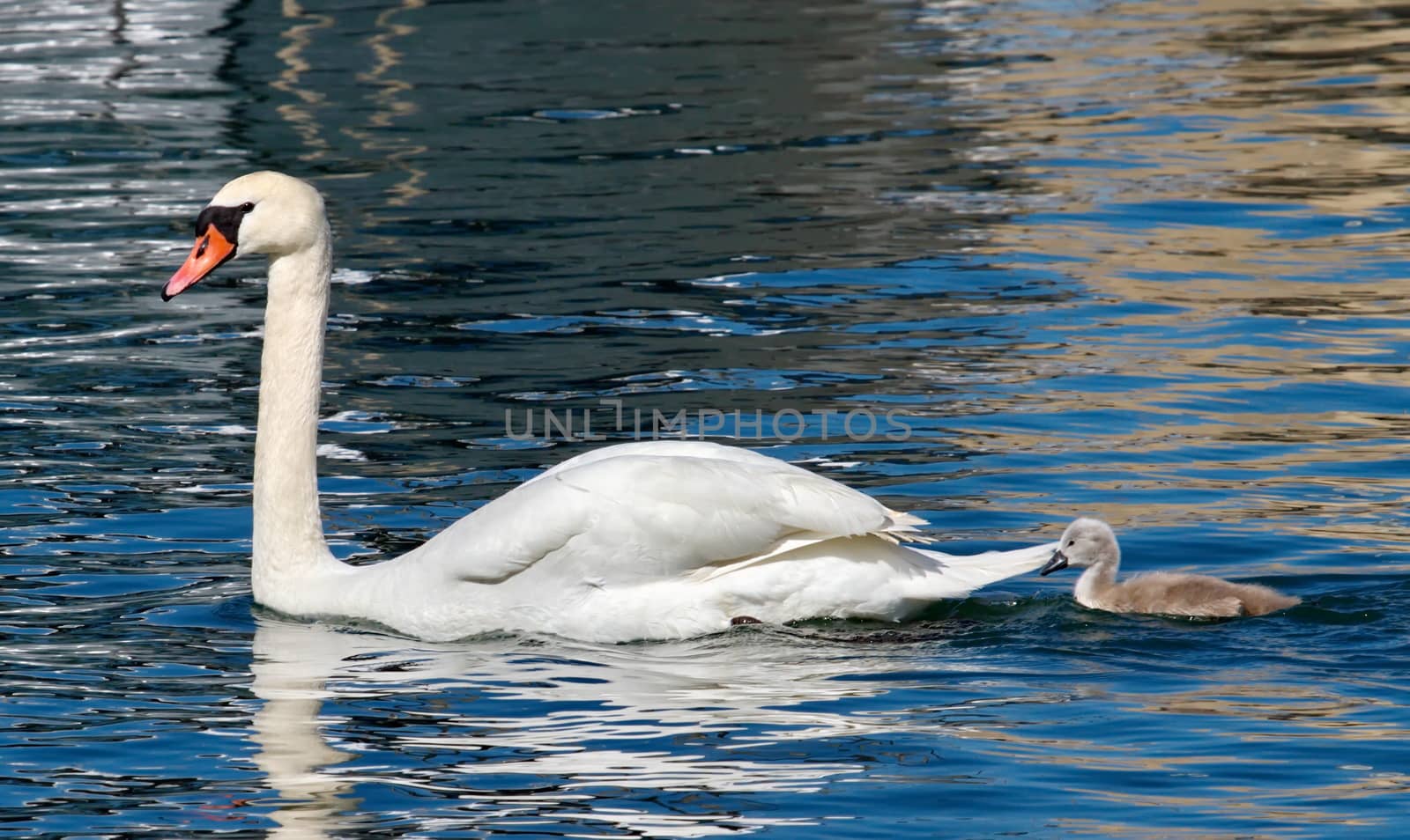 Mute swan and baby (cygnus olor) floating on waterlake by springtime