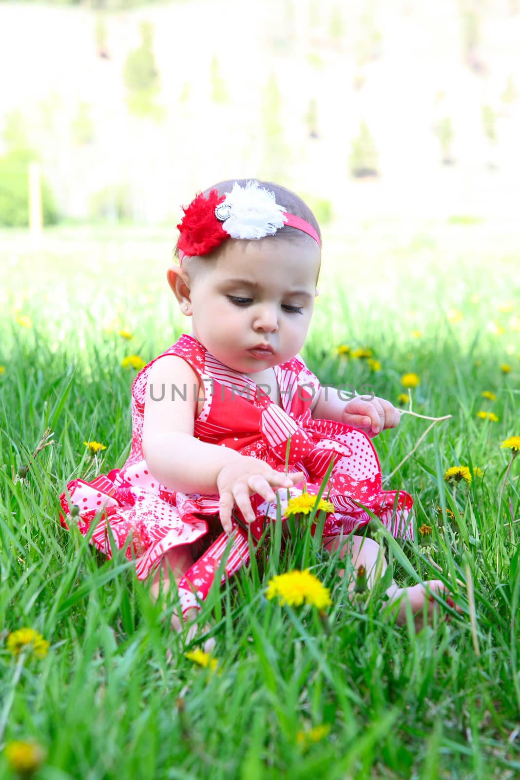 Brunette baby girl sitting in a field with dandelions