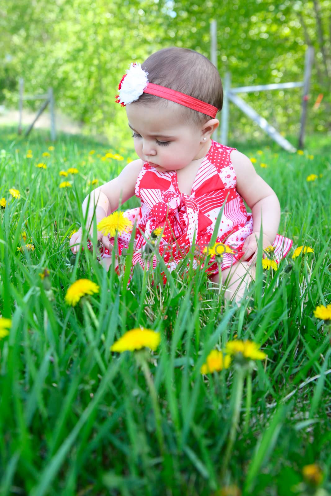 Brunette baby girl sitting in a field with dandelions