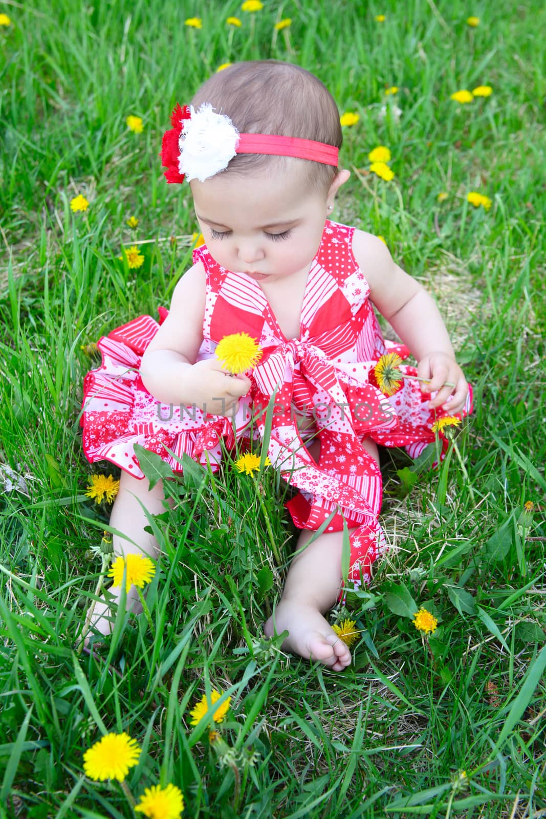 Brunette baby girl sitting in a field with dandelions