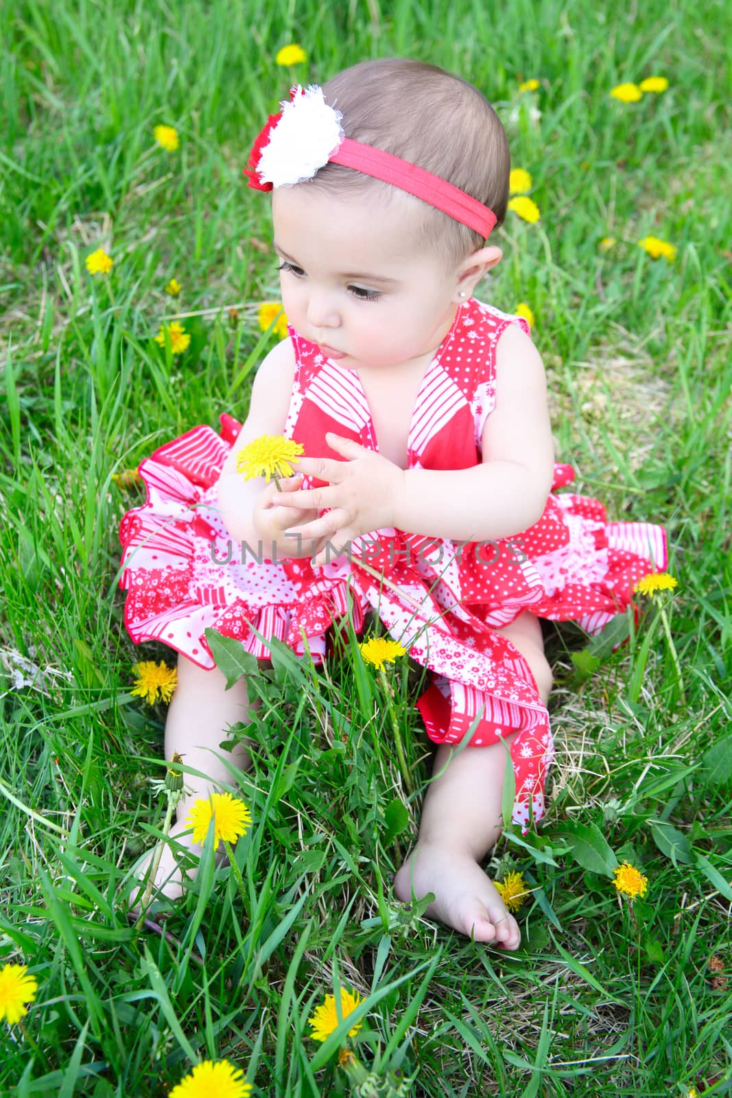 Brunette baby girl sitting in a field with dandelions