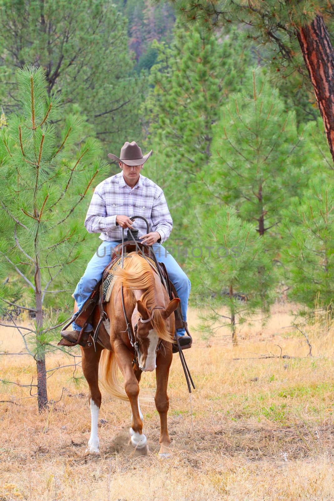 Young cowboy riding his horse in the field 