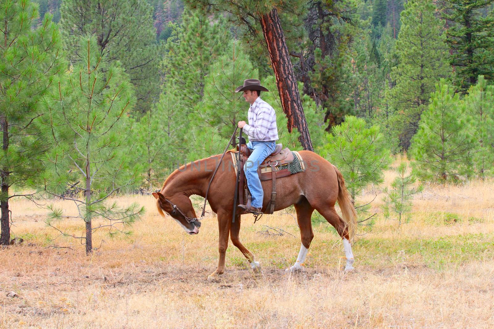 Young cowboy riding his horse in the field 