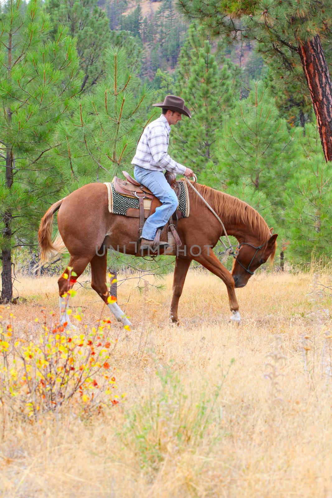 Young cowboy riding his horse in the field 