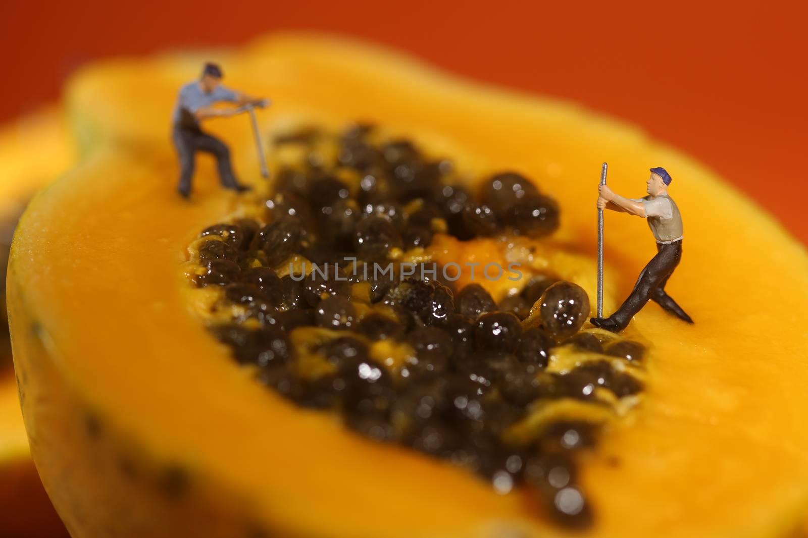 Miniature People Working on Papaya Fruit