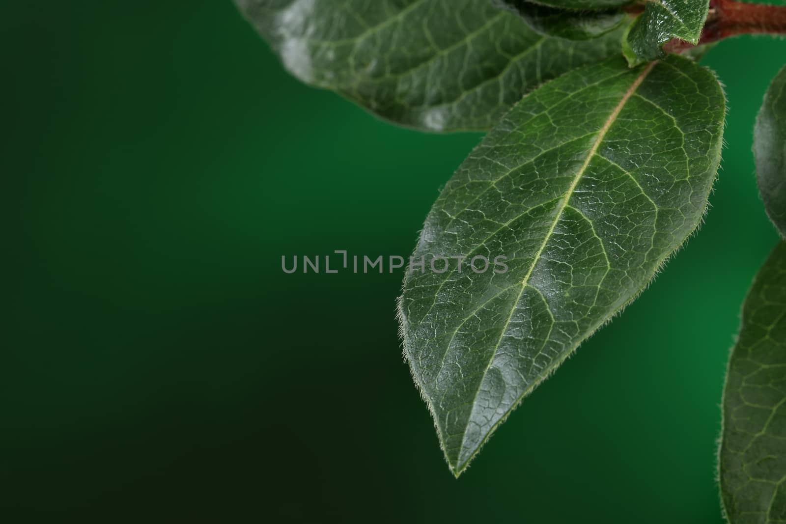 Green leaves on nature background. Detail of texture