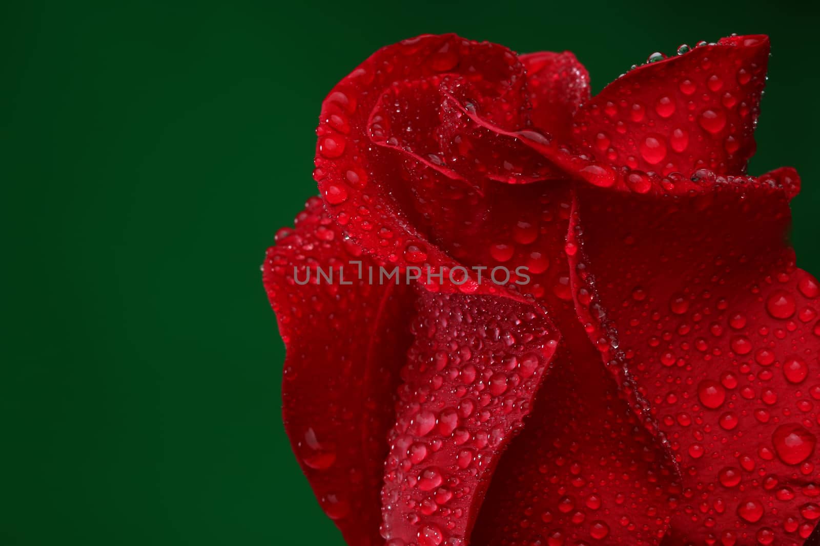 Red rose with lots of water drops by Erdosain