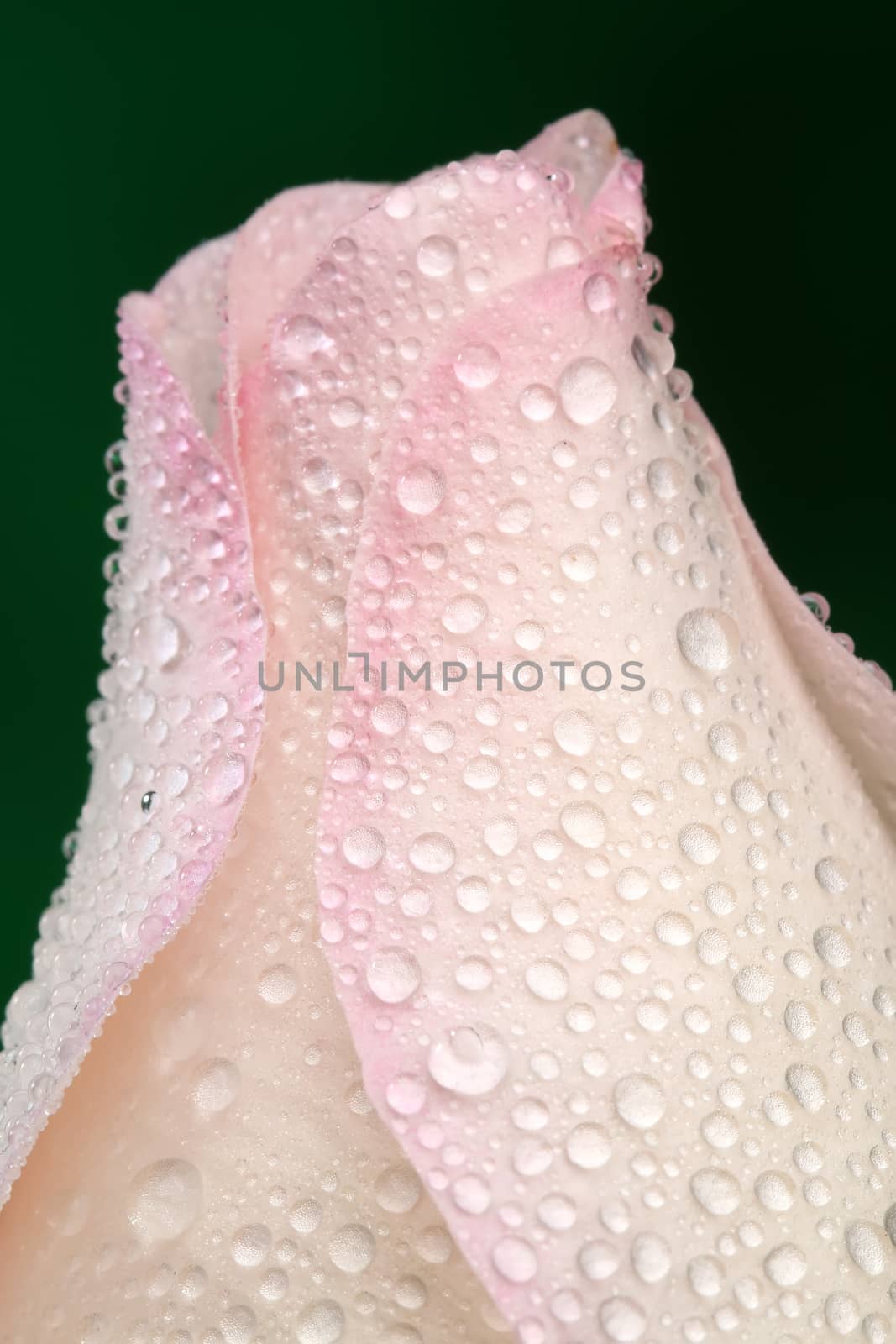 White rose with lots of water drops. Macro