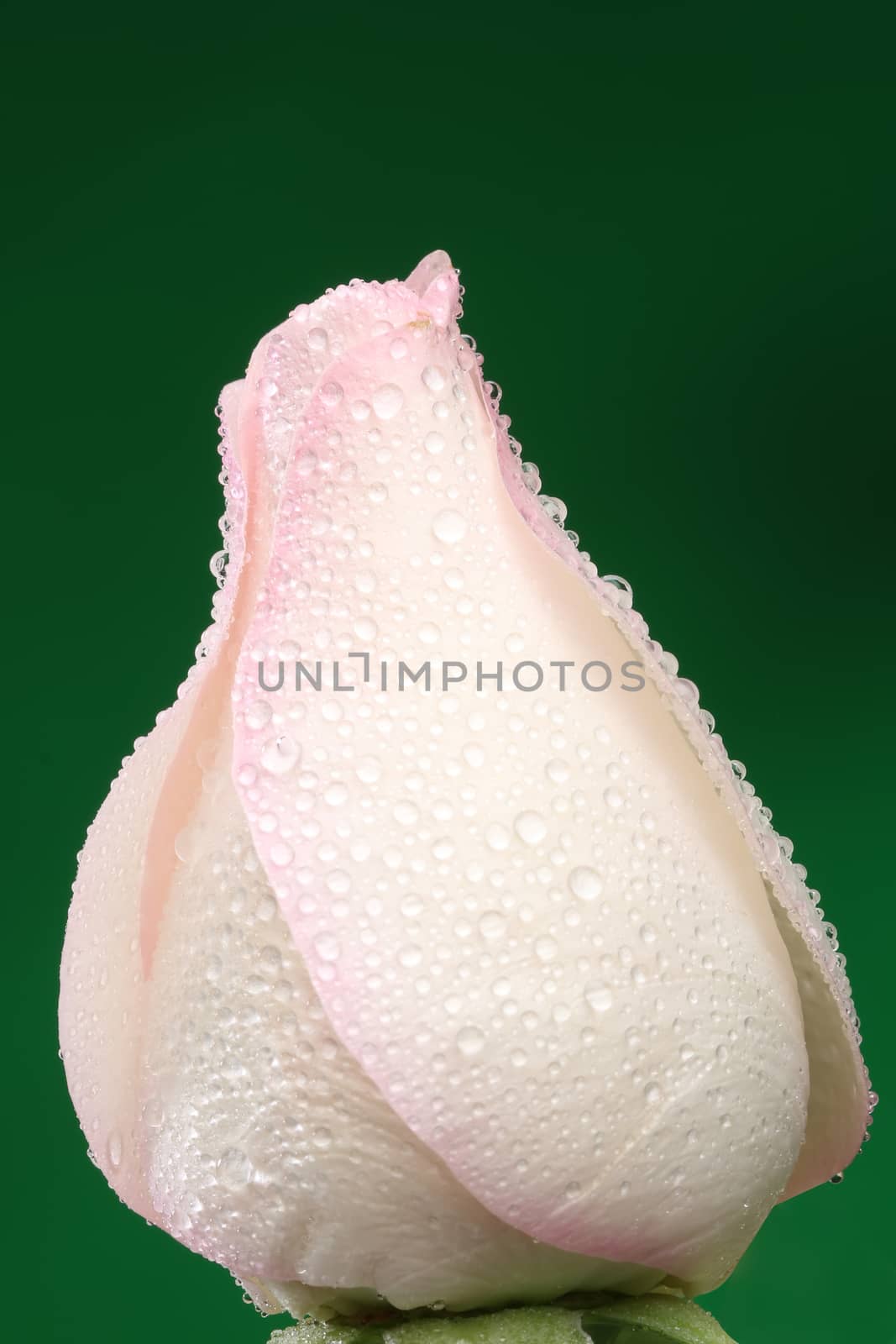 White rose with lots of water drops. Macro