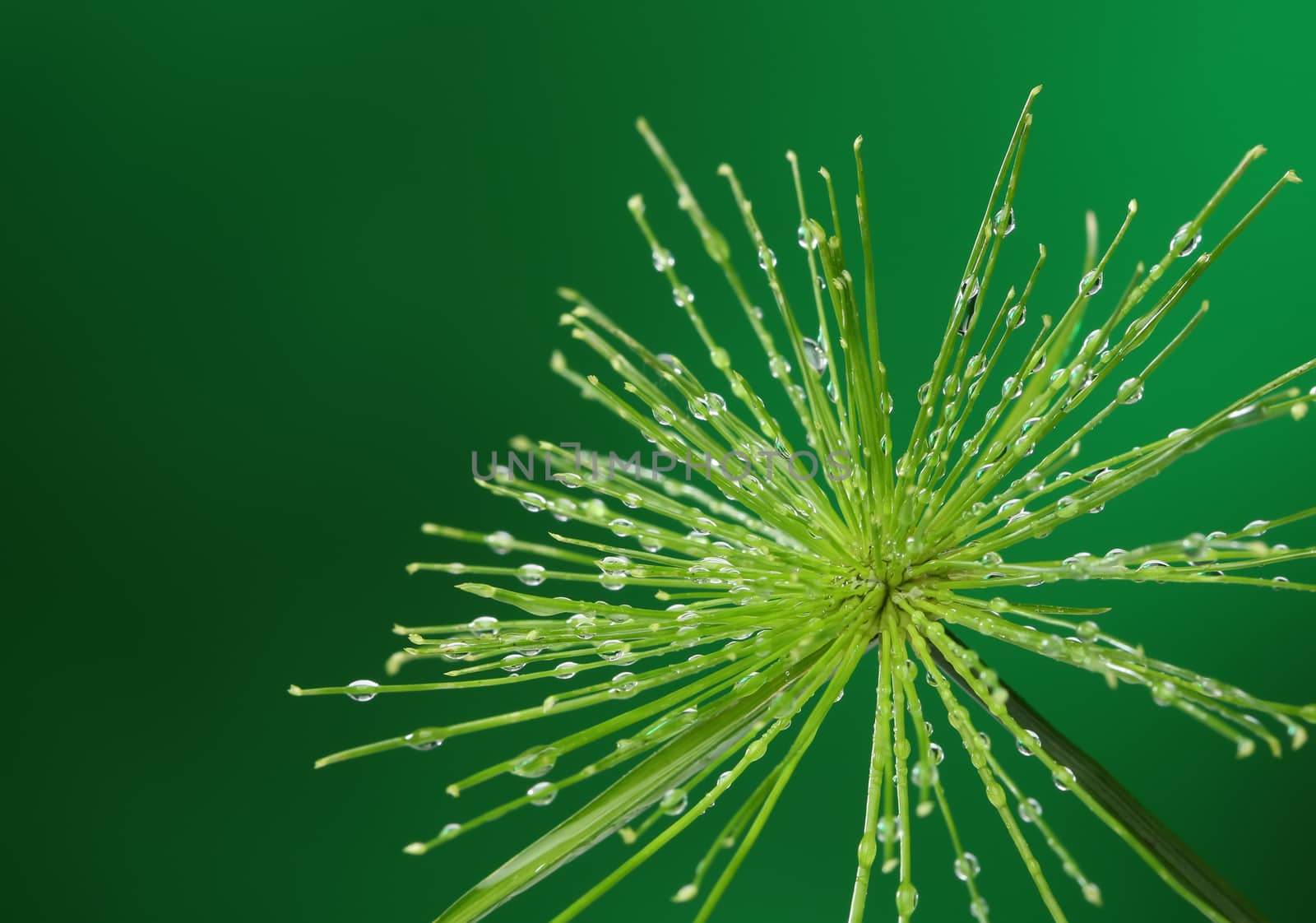 Fresh plant with water drops on green background