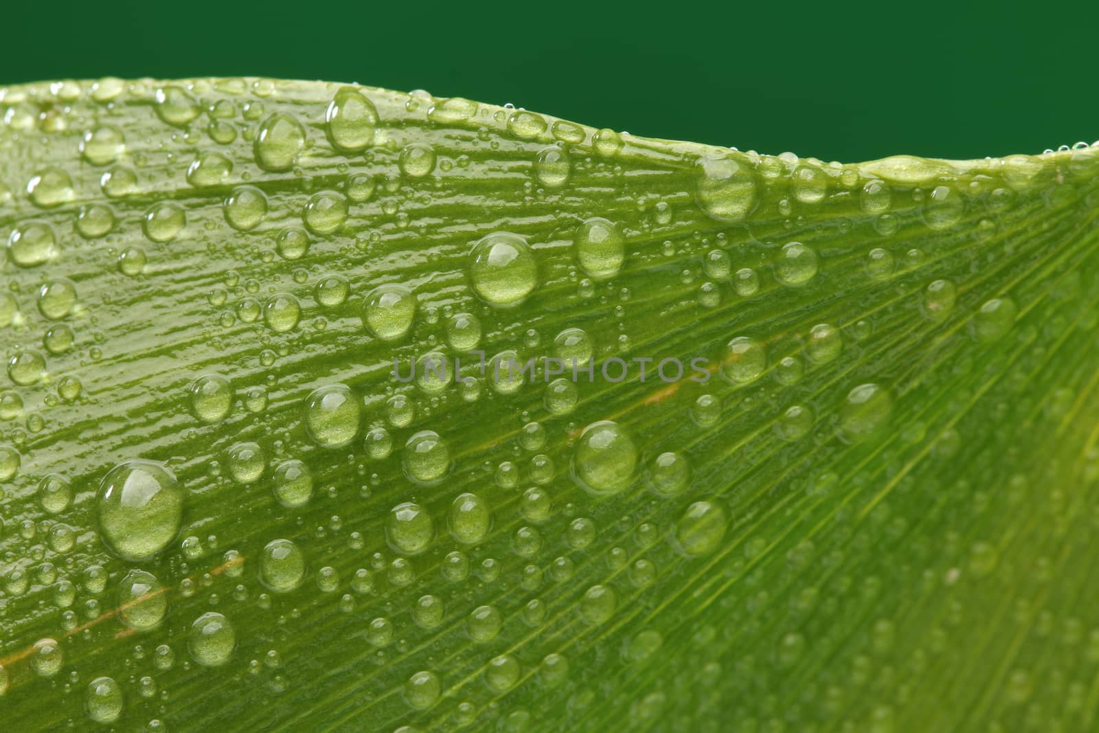 Green leaf with drops of water by Erdosain