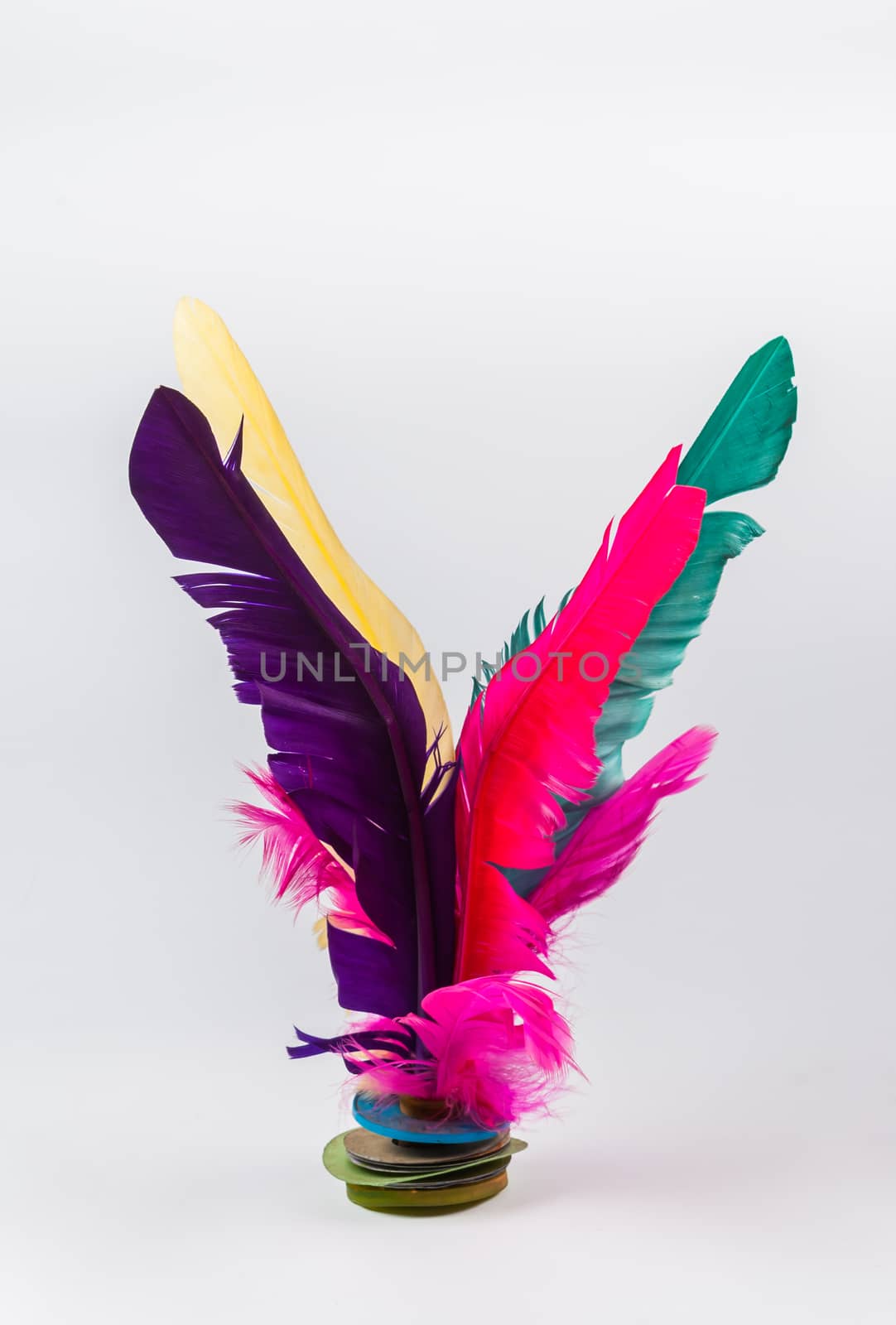 Colorful Feathers