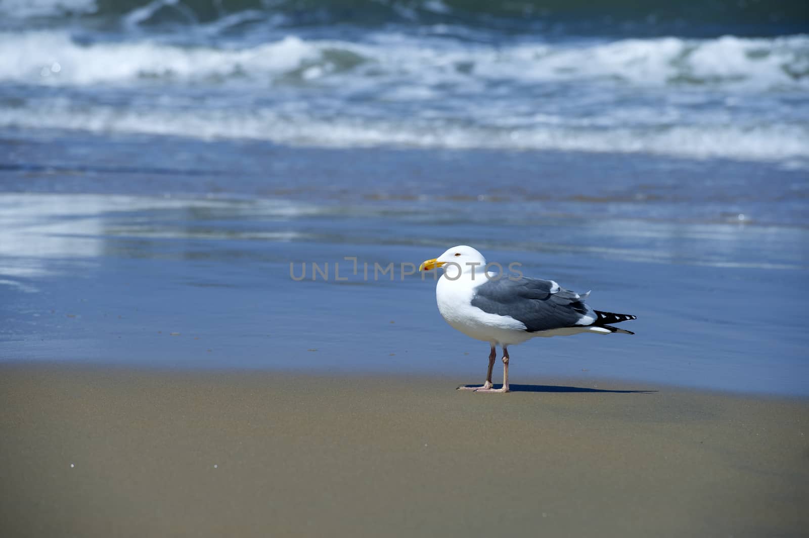 A lonely gull standing on a sea shore 