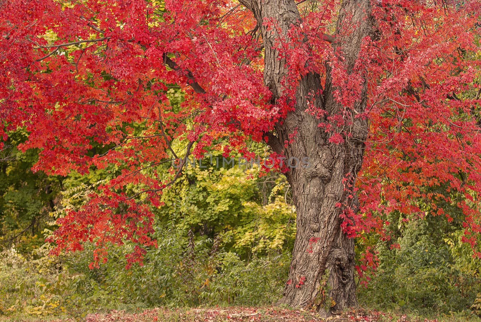 Autumn foliage at peack in north america
